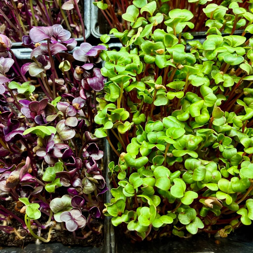 Zoom sur les micro-pousses de radis, cultivées de manière eco-responsables en Dordogne. 