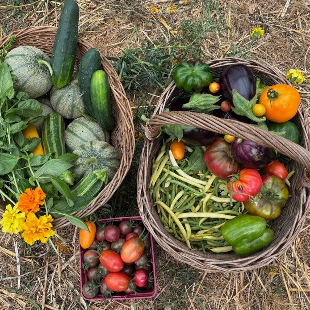 Récolte abondante de légumes, de micro-pousses et de plantes aromatiques dans notre jardin en Périgord. 