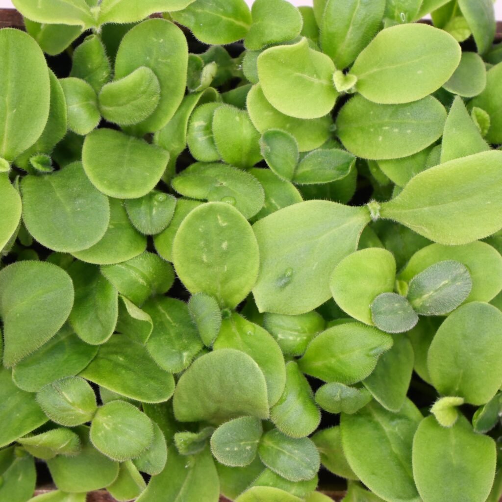 Zoom sur la micro-pousses de bourrache, cultivées en low-tech en Dordogne.