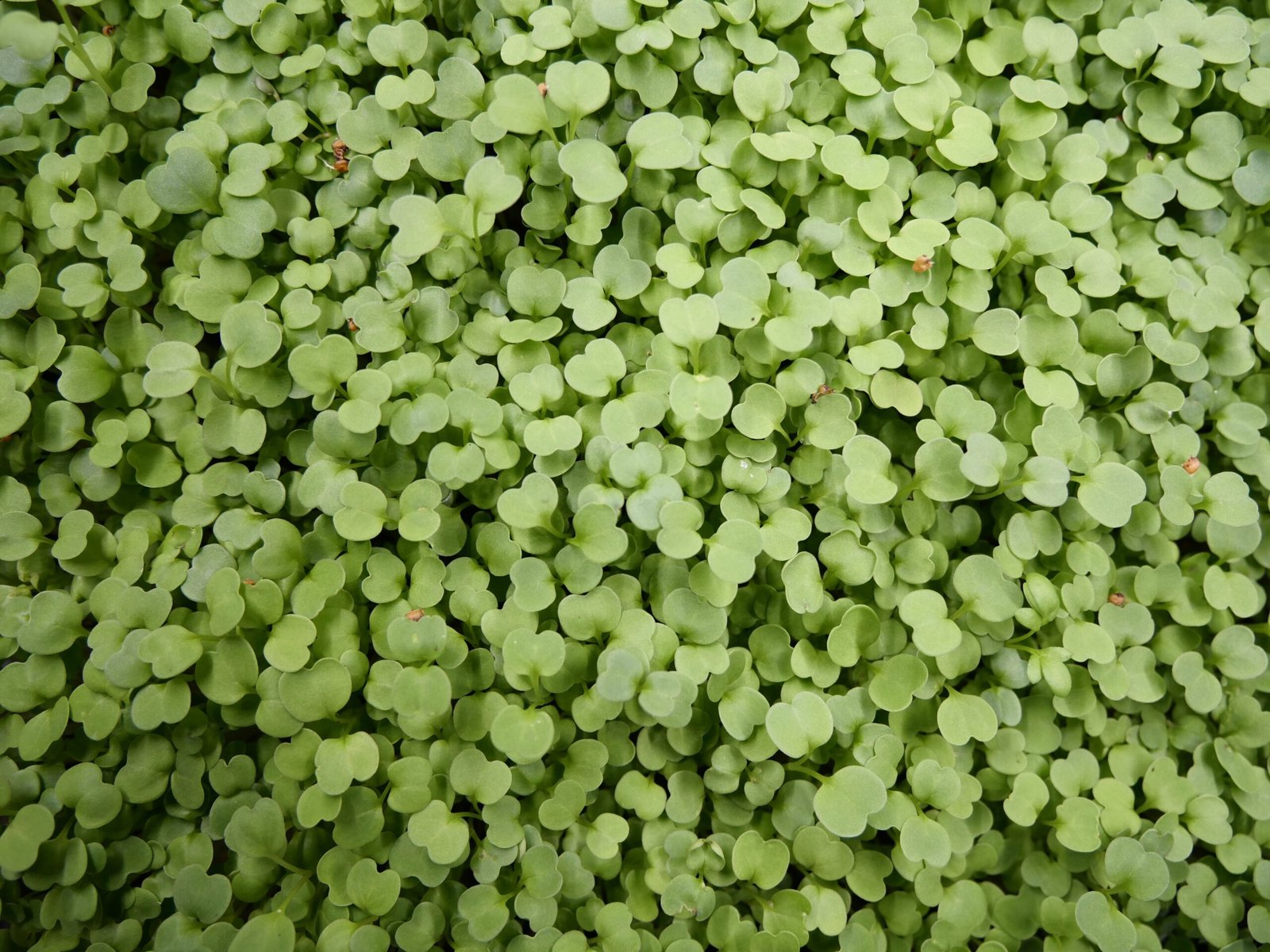 Gros plan sur la variété de micro-pousses de roquette, un concentré poivré et piquant pour les assiettes bistronomiques. 