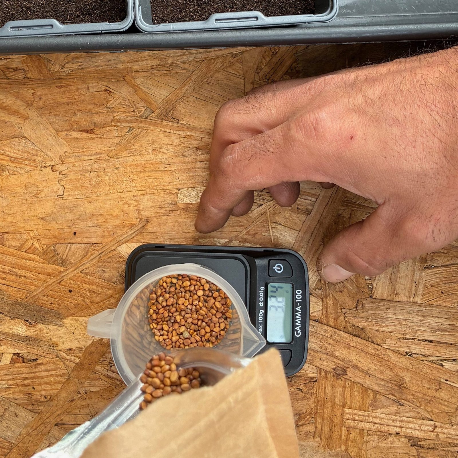 Utilisation d'une balance pour peser les graines de micro-pousses afin d'assurer une régularité de production par tous les temps et pour tous les restaurateurs en Dordogne.