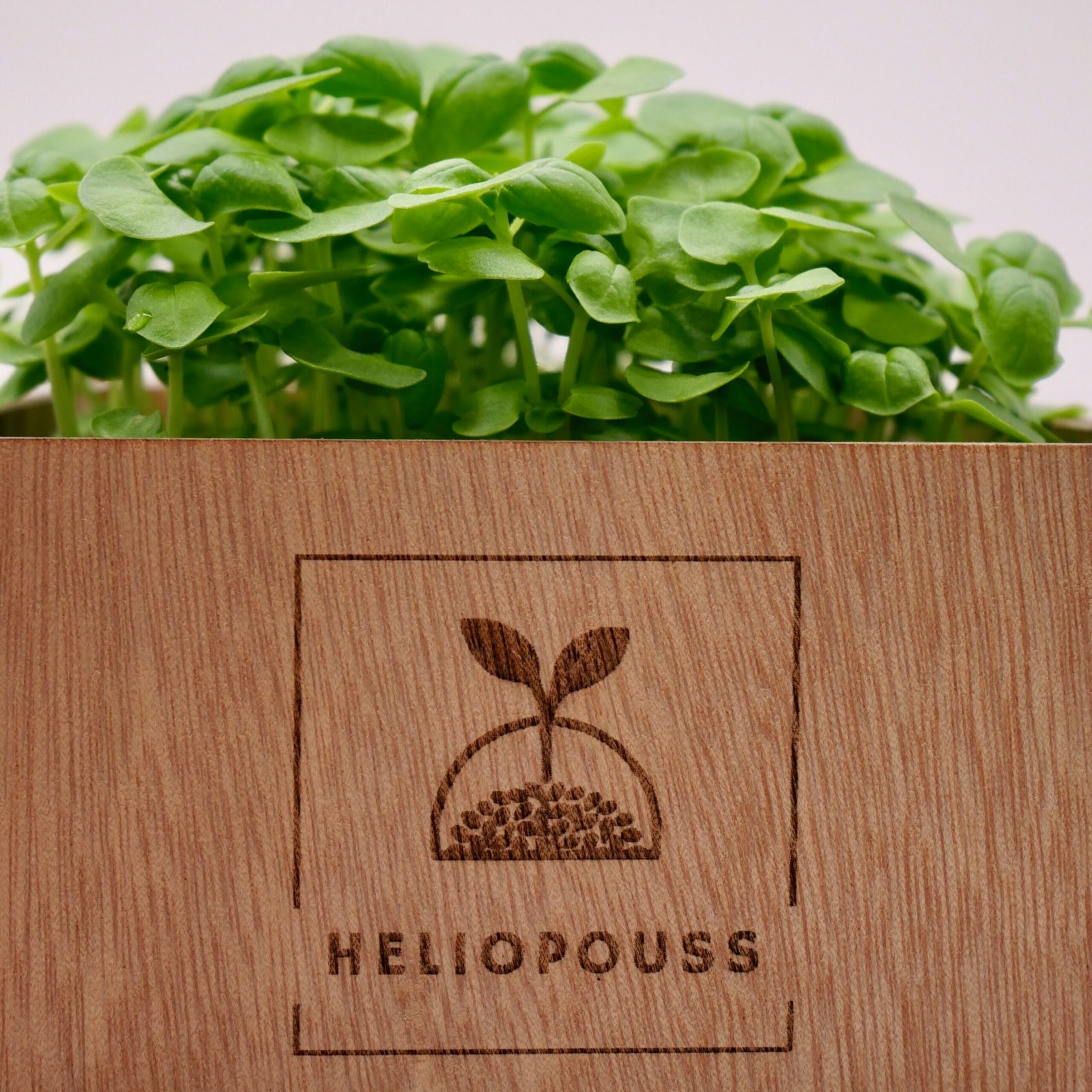 Micro-pousses de tagète, cultivée en Périgord et utilisée pour le dressage d'assiettes gastronomiques.