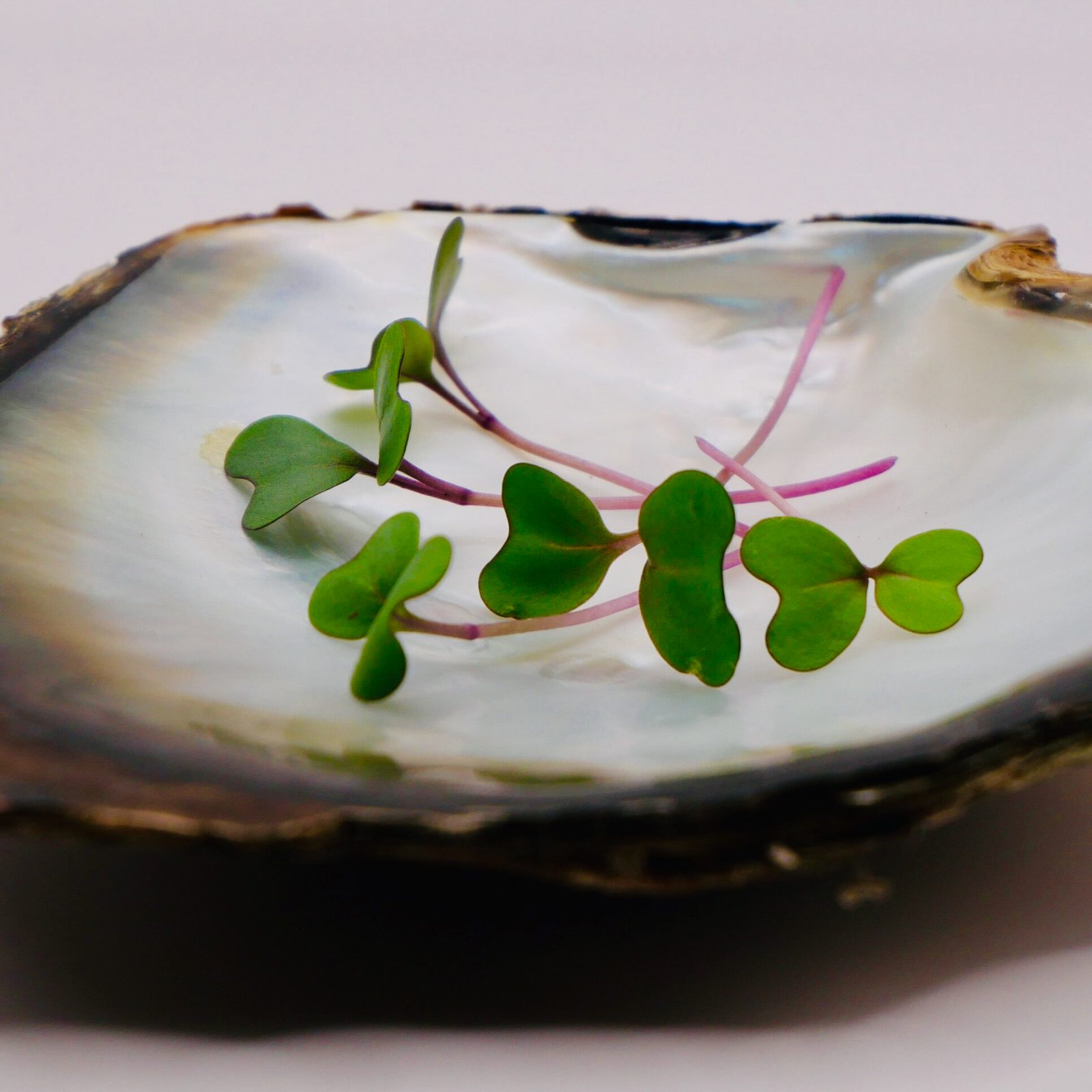 Zoom sur des micro-pousses culinaires d'exception, ici du chou-rouge, cultivées en Dordogne pour les chefs restaurateurs.
