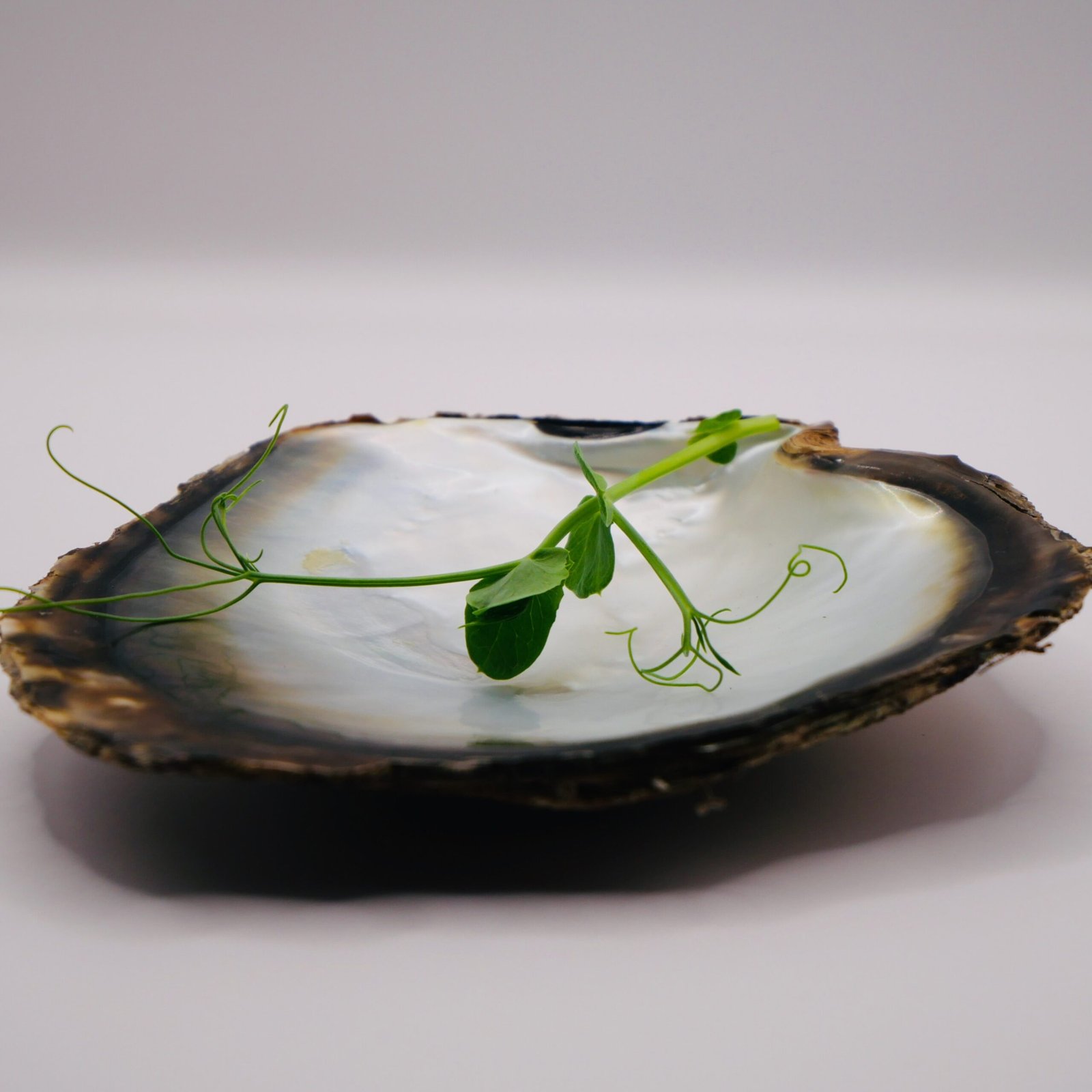 Vrilles croquantes de pousses de pois, parfaites pour apporter de la verticalité et de la fraîcheur aux plats des chefs périgourdins.