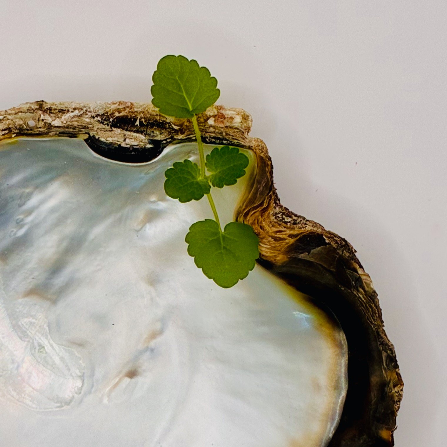 Détail du feuillage de la micro-pousse d'agastache (ou hysope anisée) pour relever les créations bistronomiques. 