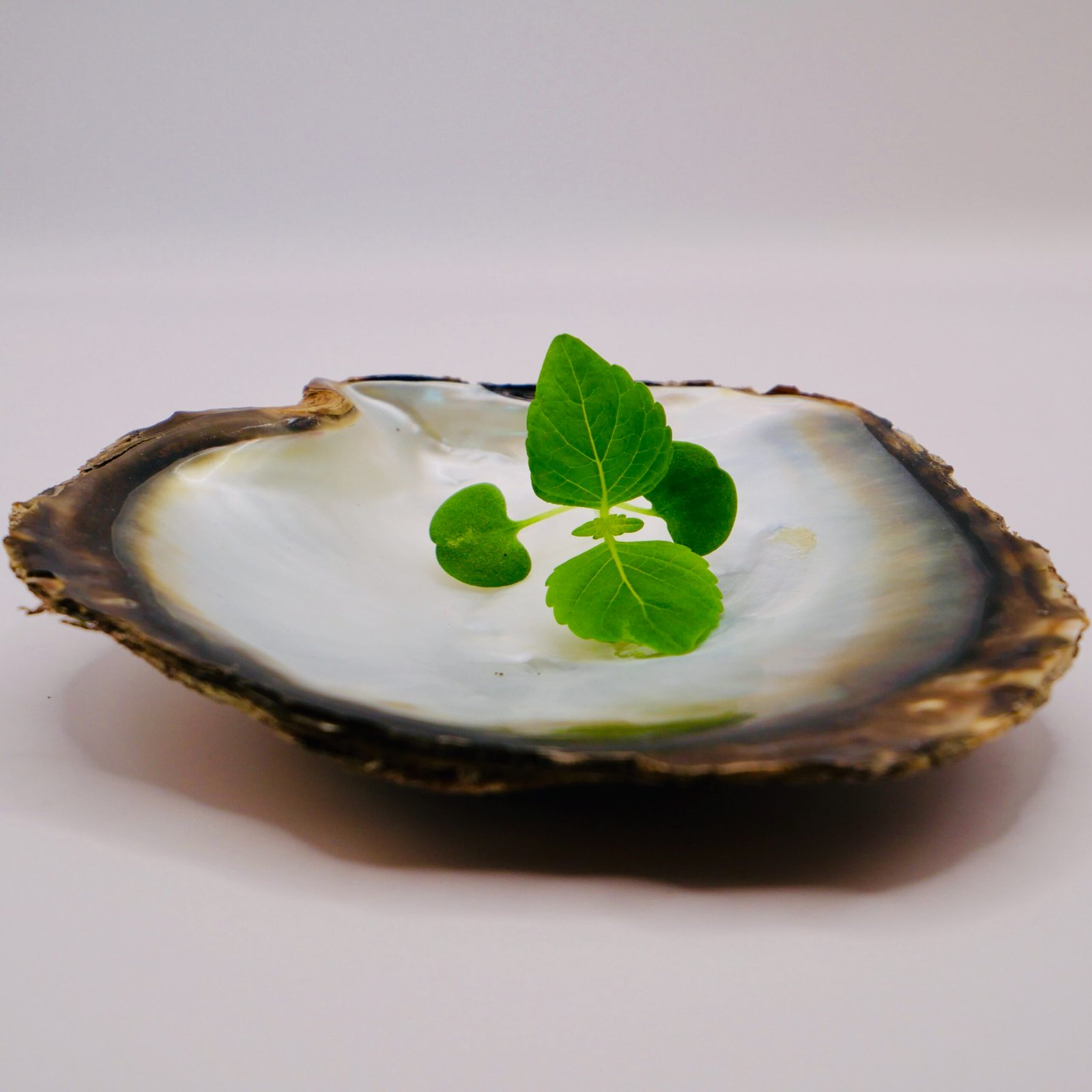 Micro-pousses de shiso vert ou perrilla frutescens, aux influences asiatiques, cultivées sur-mesure pour les cartes des restaurateurs de la région.
