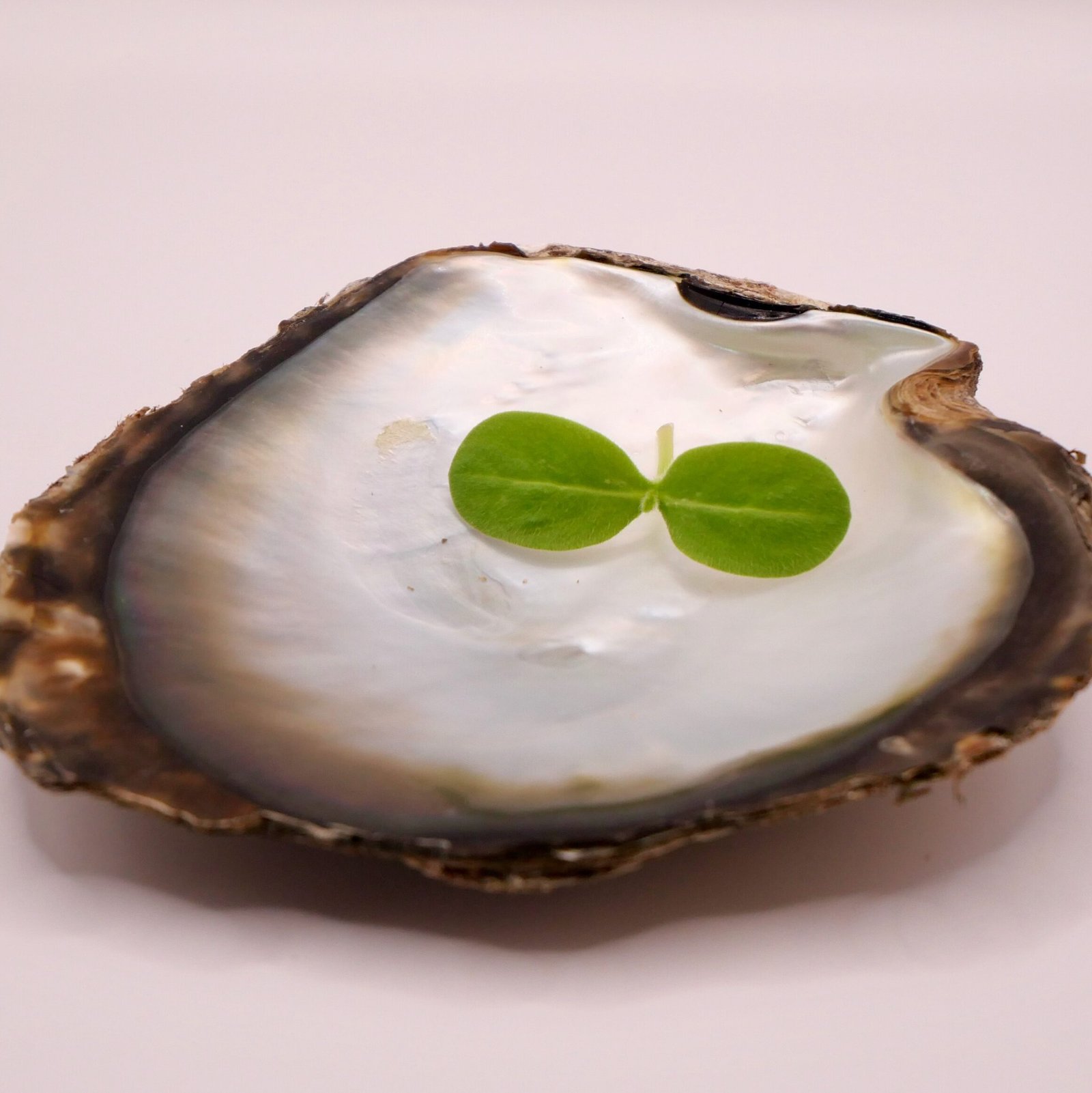 Profil aromatique iodé des jeunes pousses de bourrache, apportant une surprenante touche végétale aux restaurants du Périgord.
