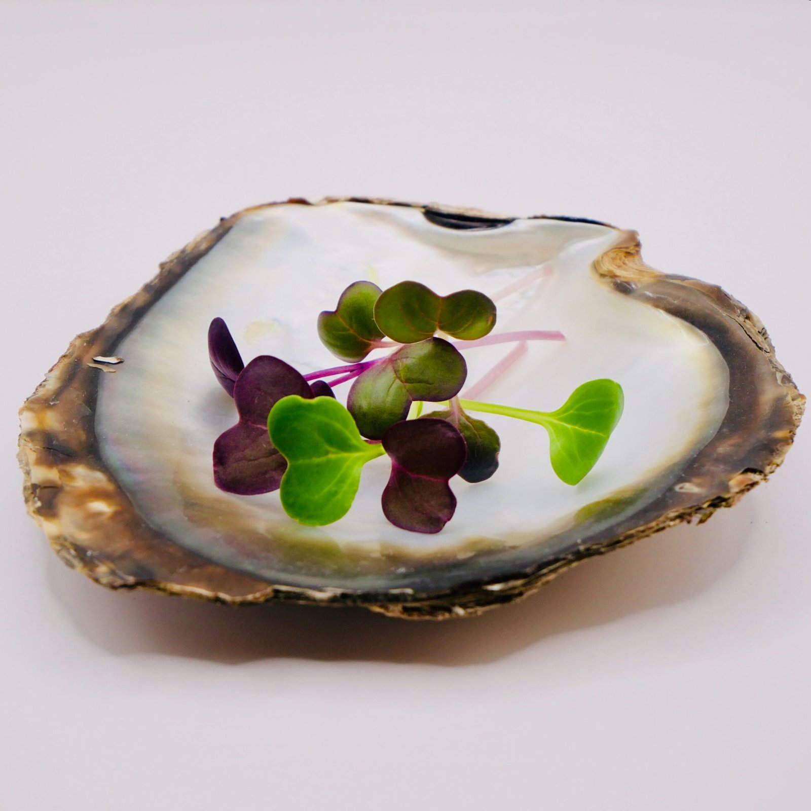 Teinte écarlate des jeunes pousses de radis rouge pour relever le visuel et les saveurs des créations culinaires en Dordogne.