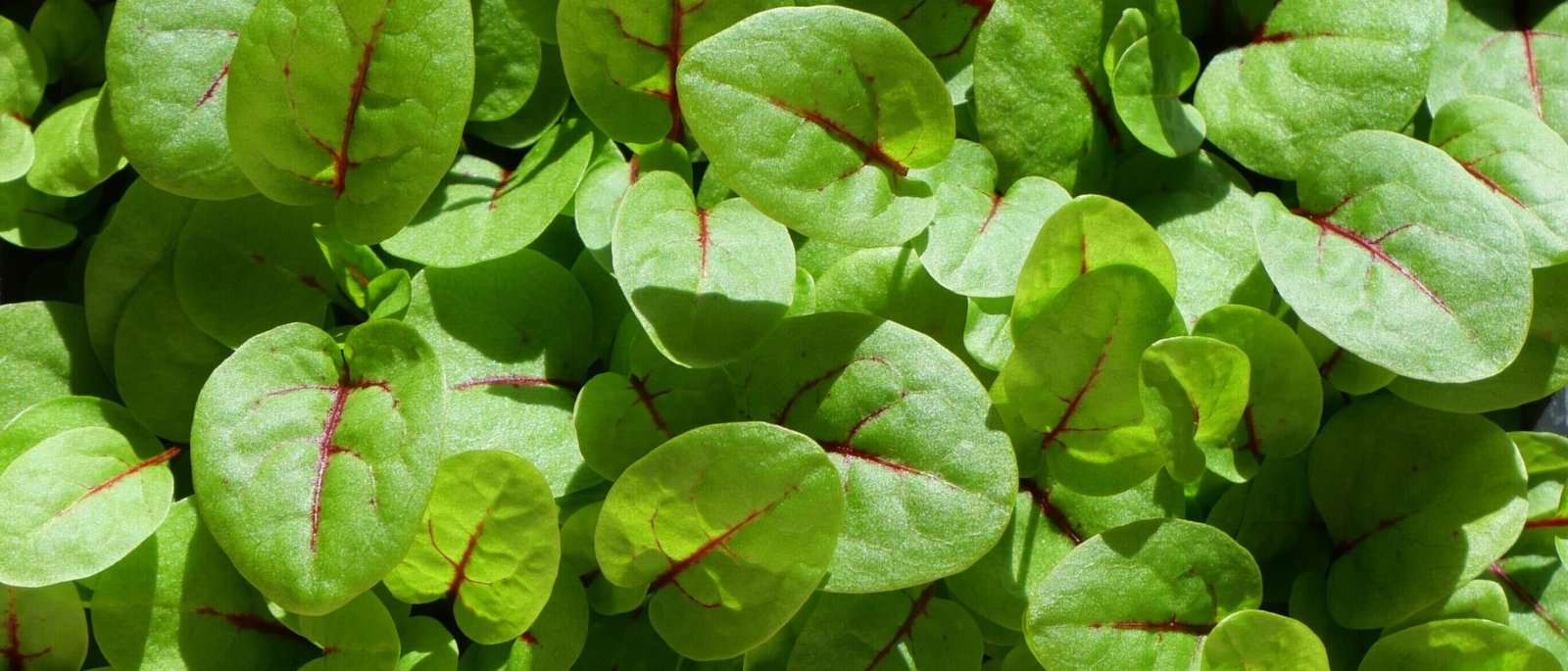 Zoom sur des micro-pousses culinaires d'exception, ici de l'oseille sanguine, cultivées en Périgord pour les chefs restaurateurs.