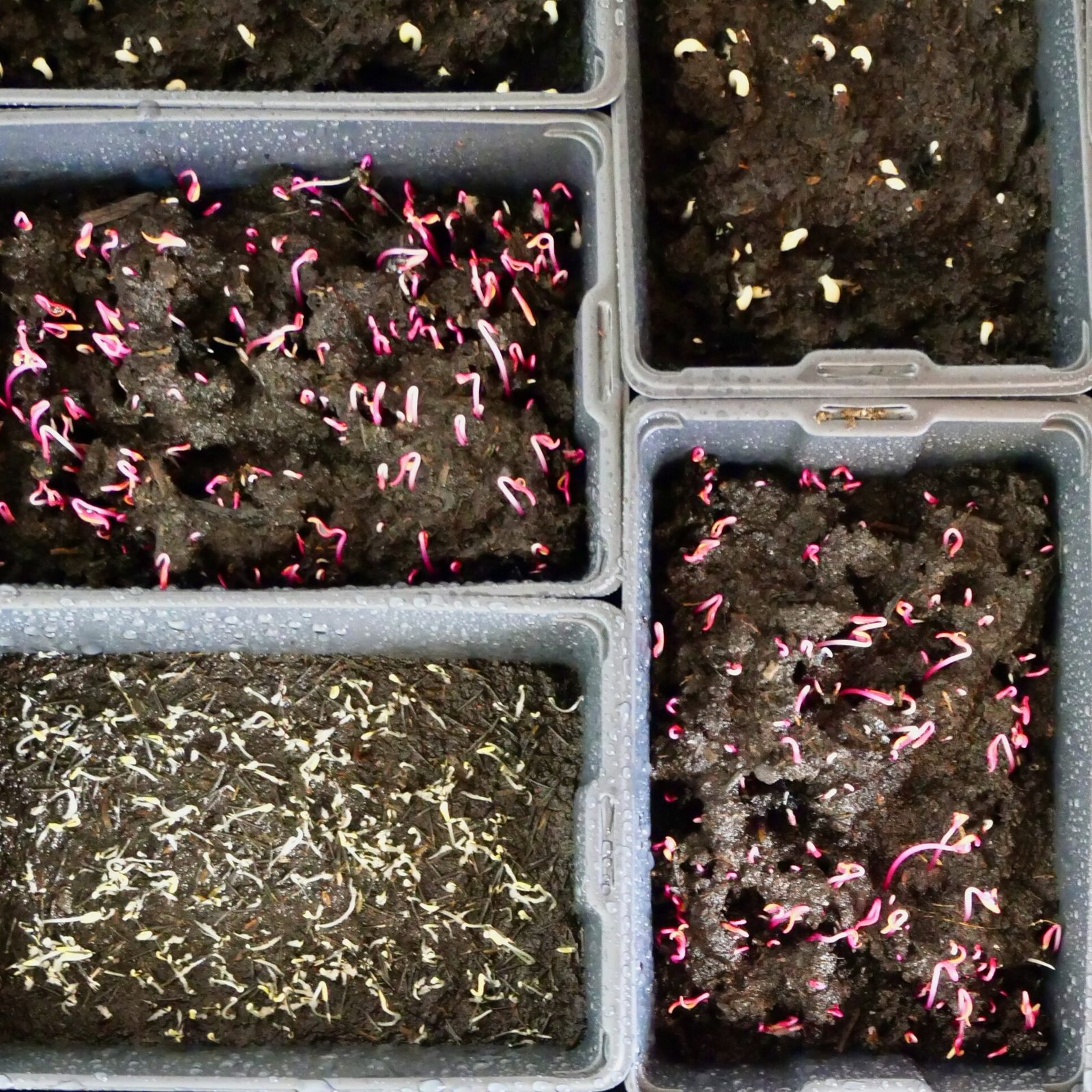Culture écoresponsable de micro-pousses et plantes aromatiques au cœur du Périgord.
