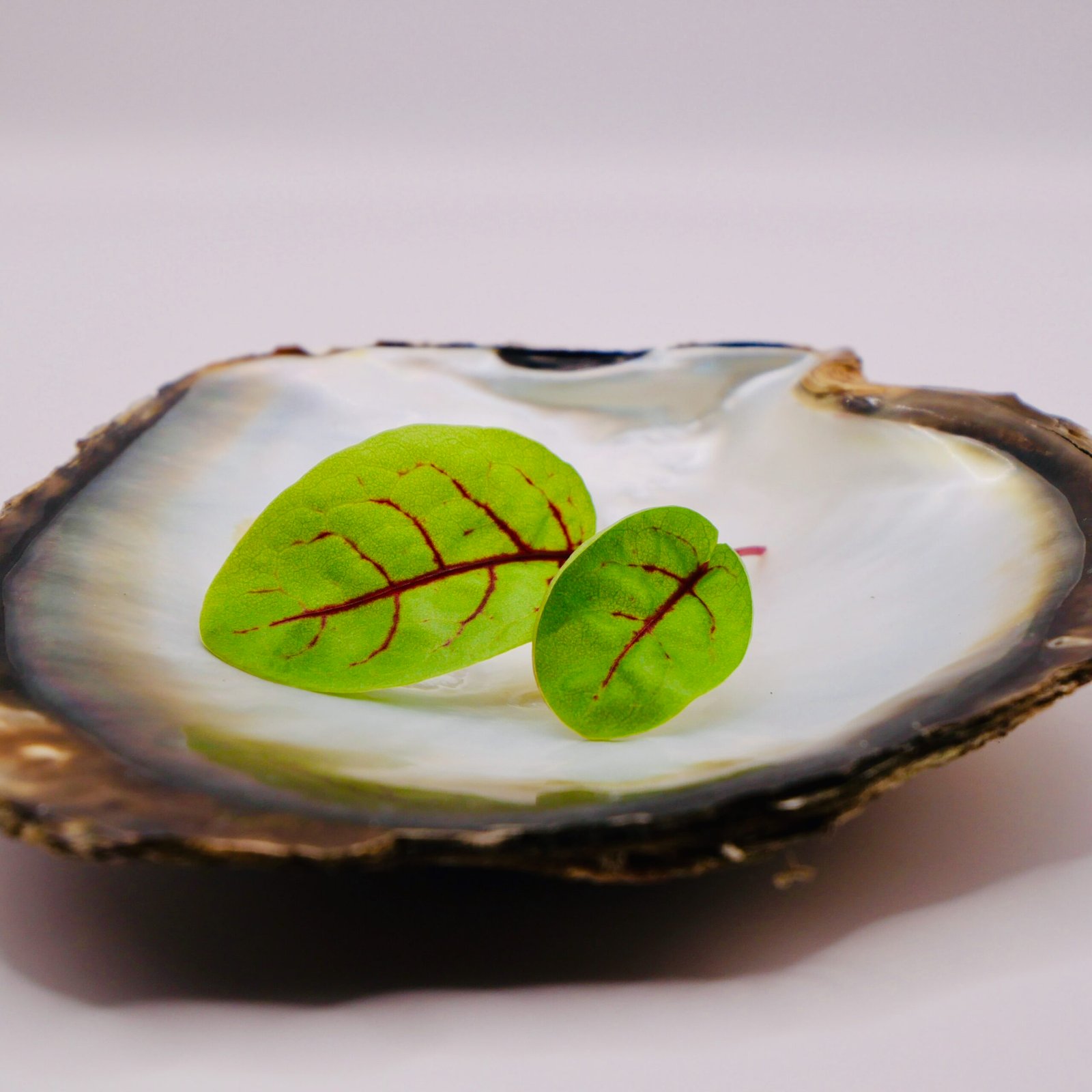 Superbes feuilles nervurées de l'oseille sanguine, très prisées pour apporter une note acidulée aux assiettes gastronomiques.
