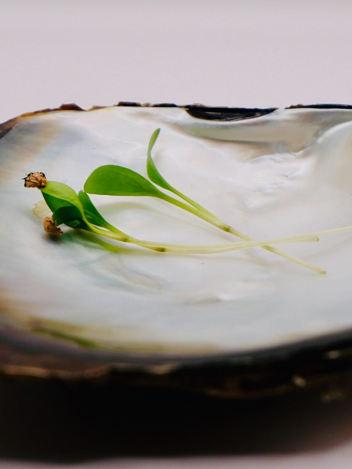 Feuillage délicat et notes citronnées des micro-pousses de coriandre, cultivées par Heliopouss pour parfumer les créations des chefs.